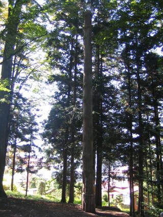 ������ҡ���Ƿ����