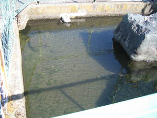 ���ФΤ����Ӥ���Ǳˤ���