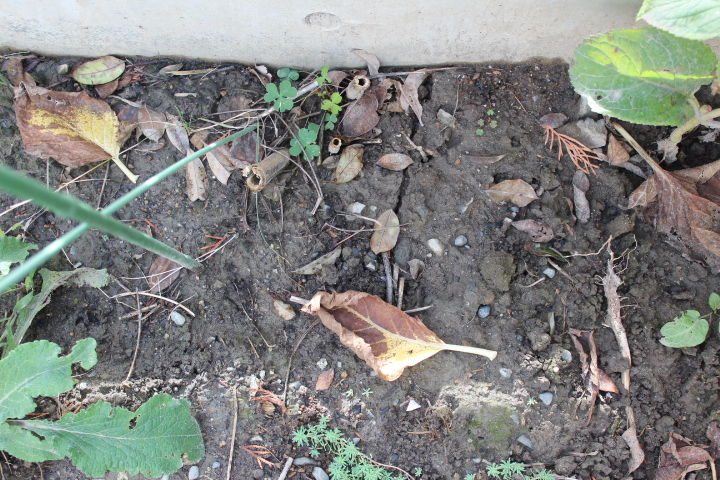 小輪ダリアの球根の堀上 松本平の庭