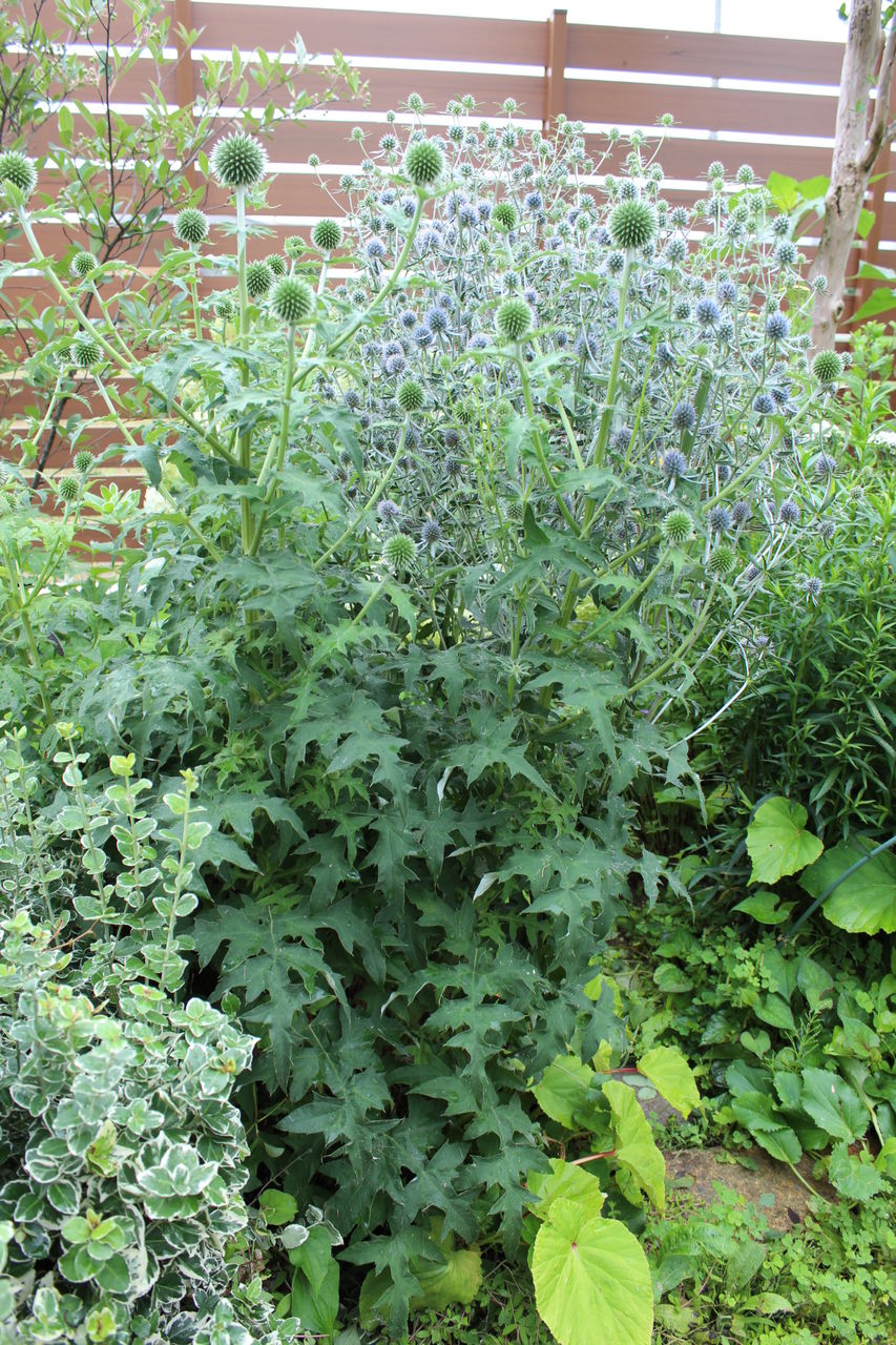 エリンジュームとルリタマアザミ 松本平の庭 エリンジュームとルリタマアザミ 松本平の庭