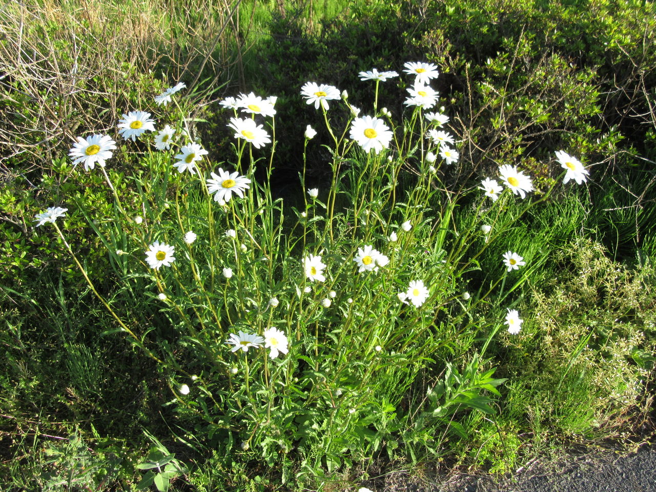 道端の花や草 松本平の庭