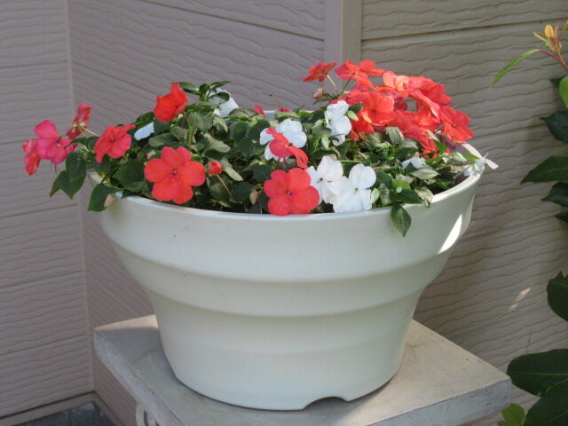 バラ以外 松本平の庭 バラ以外 松本平の庭