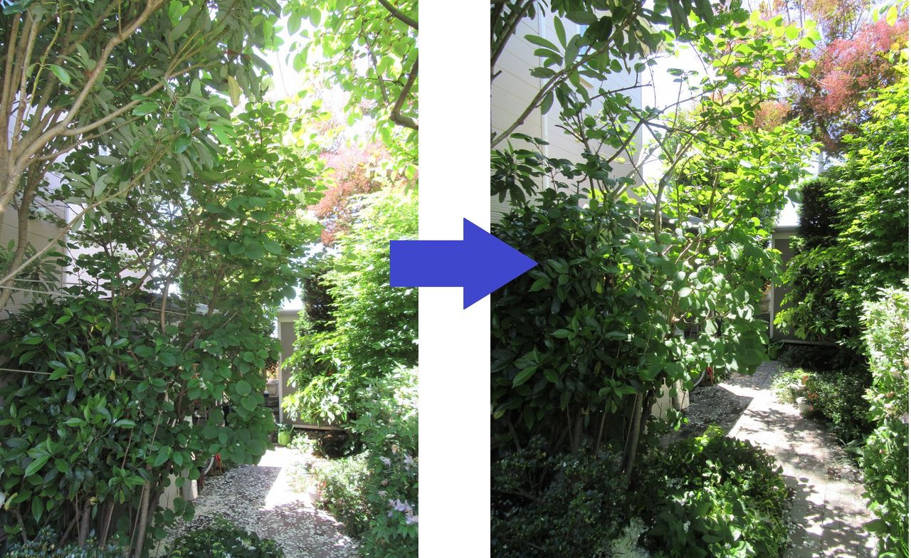 オオデマリの剪定 松本平の庭