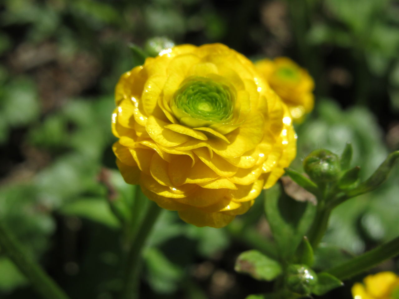 ラナンキュラス ゴールドコイン 松本平の庭