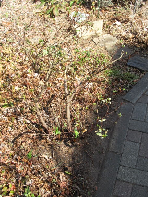 さつきの植え替え 松本平の庭 さつきの植え替え 松本平の庭