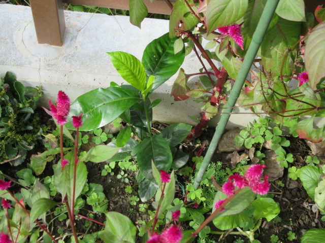 クチナシの挿し木の冬越し 松本平の庭