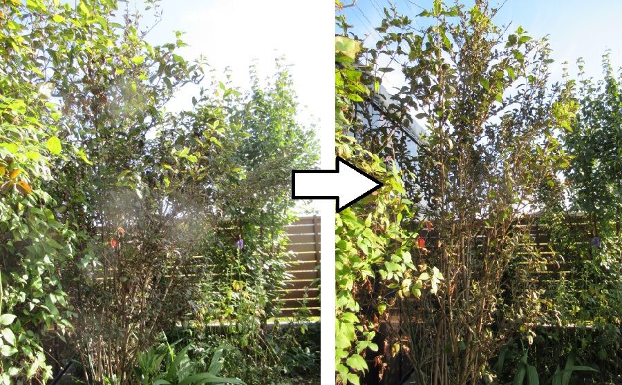 剪定 松本平の庭