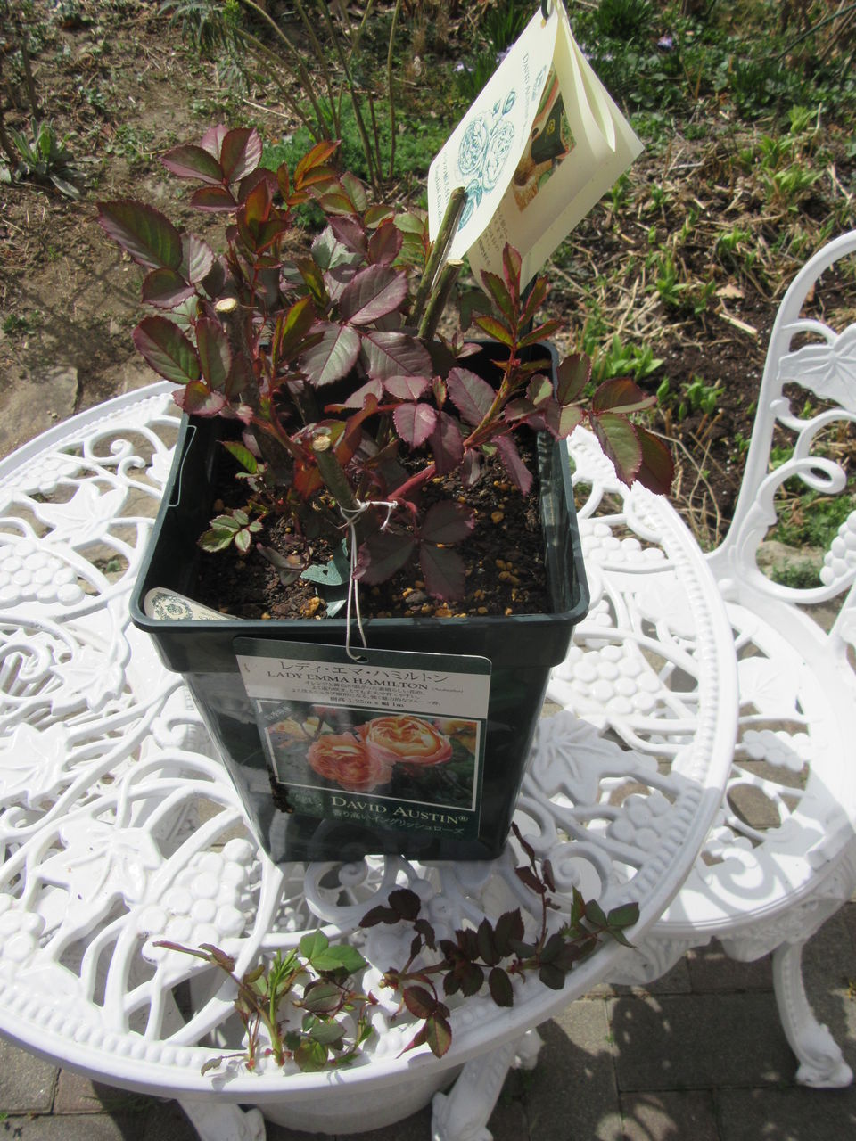 バラ レディ エマ ハミルトン 松本平の庭
