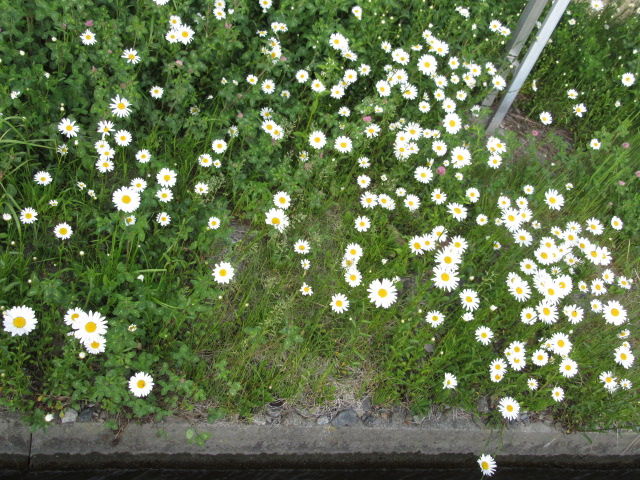 道端の花や草 松本平の庭