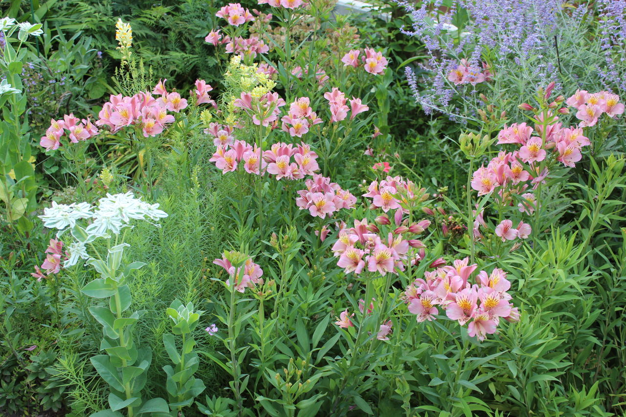 アストロメリア 松本平の庭