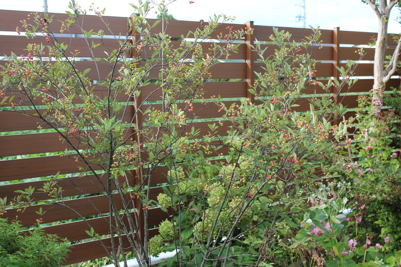 21新発 アロニア チョコレートベリー 植物