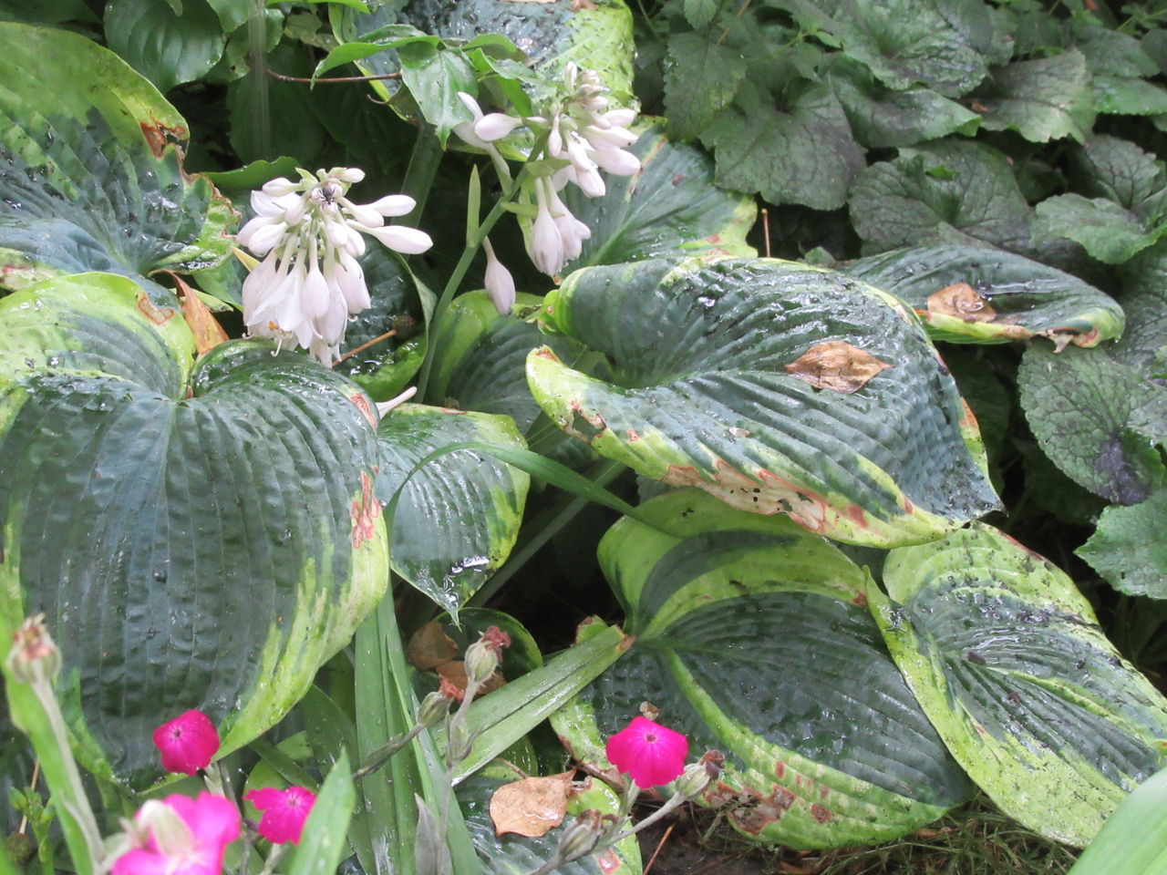 アブラムシ 松本平の庭