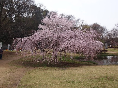 P3208005金山緑地公園