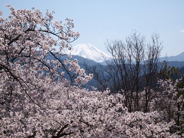 名桜を求めて 大法師公園 実相寺の神代桜 ワニ塚の桜 定年おやじの徘徊記 名桜を求めて 大法師公園 実相寺の神代桜 ワニ塚の桜 定年おやじの徘徊記