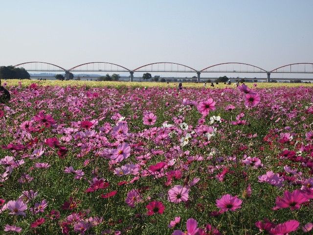 荒川コスモス街道 コスモスがきれい 定年おやじの徘徊記 荒川コスモス街道 コスモスがきれい 定年おやじの徘徊記