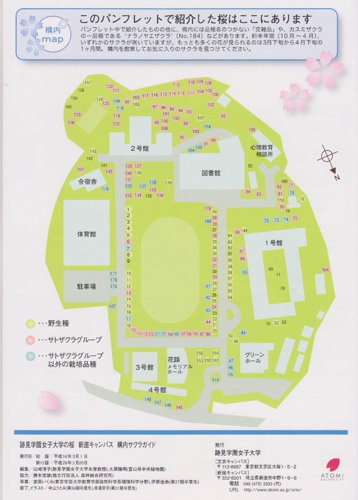 跡見学園女子大学に桜を見に行く 定年おやじの徘徊記 跡見学園女子大学に桜を見に行く 定年おやじの徘徊記