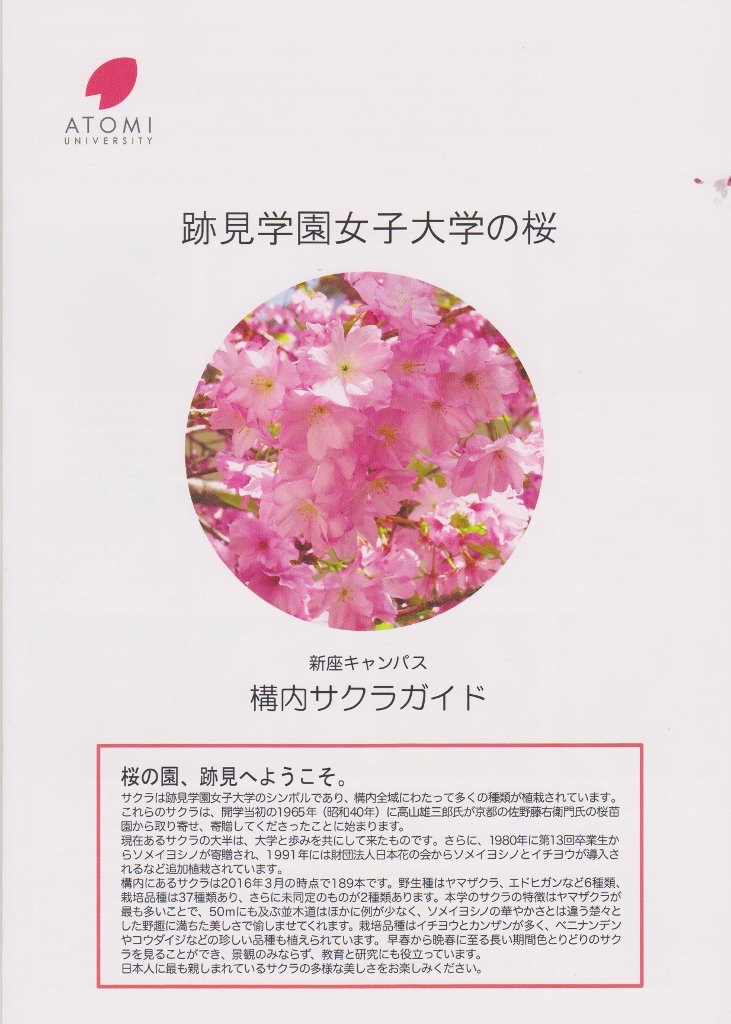 跡見学園女子大学に桜を見に行く 定年おやじの徘徊記 跡見学園女子大学に桜を見に行く 定年おやじの徘徊記