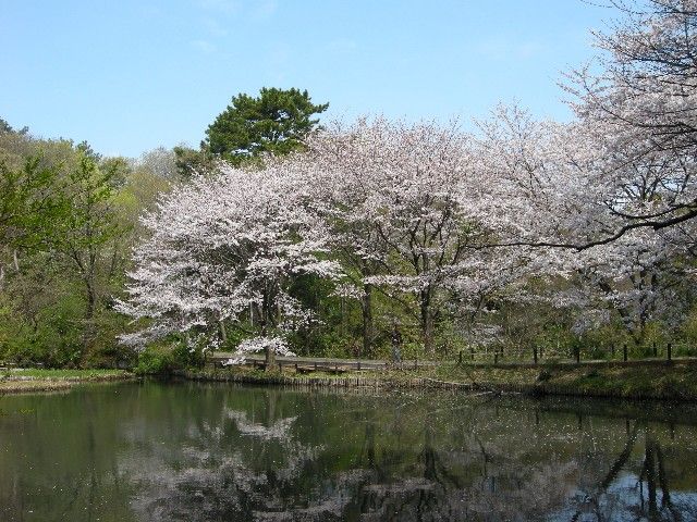 都内桜散歩 庭園美術館 目黒川の桜 明治神宮 定年おやじの徘徊記