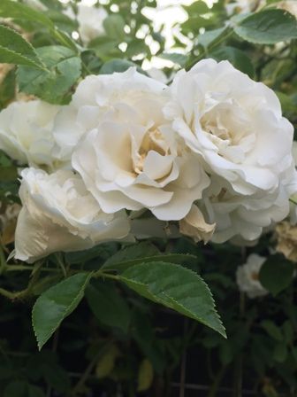 花2