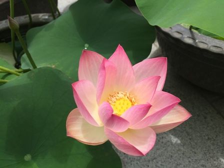 蓮2
