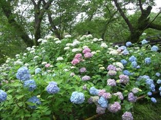 あじさい1