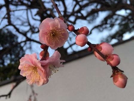 梅