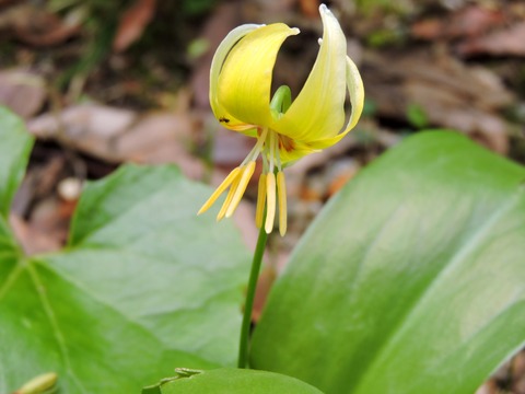 益田市万葉植物園西洋カタクリ3