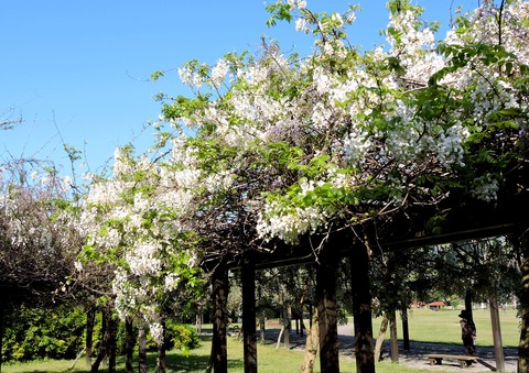 白花美短藤 島根県立万葉公園2