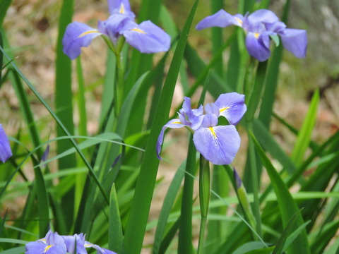 ショウブ 菖蒲 万葉植物園 島根県立万葉公園 益田市２