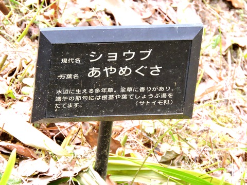 札 ショウブ 菖蒲 万葉植物園 島根県立万葉公園 益田市