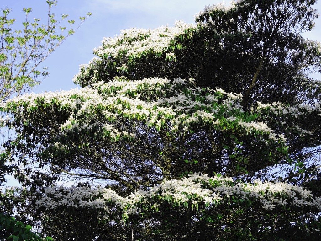 益田市で泡様の白花の穂を持つ樹木を発見（島根県立万葉公園にて）