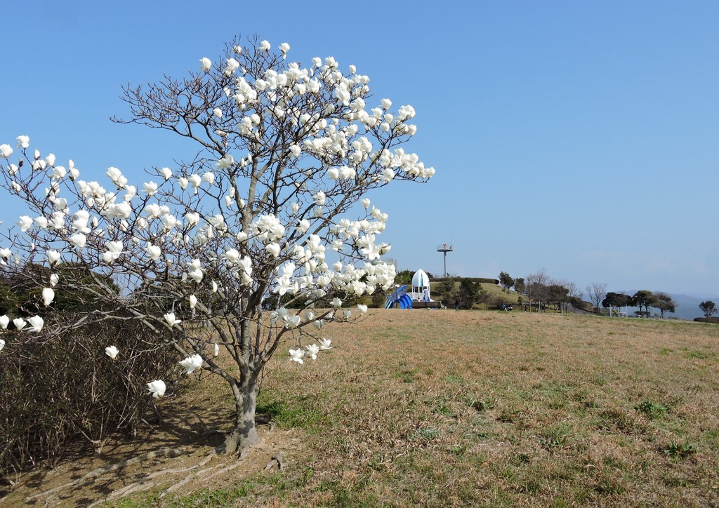 益田市の 風の丘広場 のハクモクレン 白木蓮 の風景に学ぶ 益田市の歴史 風景体験レビュー