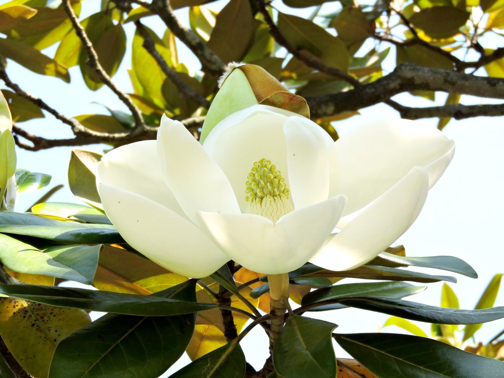 島根県立万葉公園の花ナウ 泰山木 15年5月26日 益田市 高津 益田市の歴史 風景体験レビュー