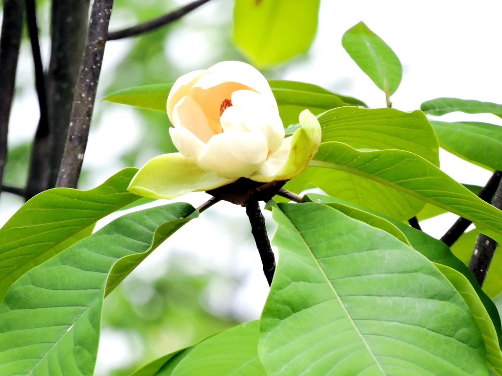 島根県立万葉公園の花ナウ 泰山木 15年5月26日 益田市 高津 益田市の歴史 風景体験レビュー