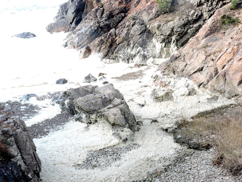 唐音水仙公園 の白い花 波の花 の風景 益田市鎌手地区 益田市の歴史 風景体験レビュー
