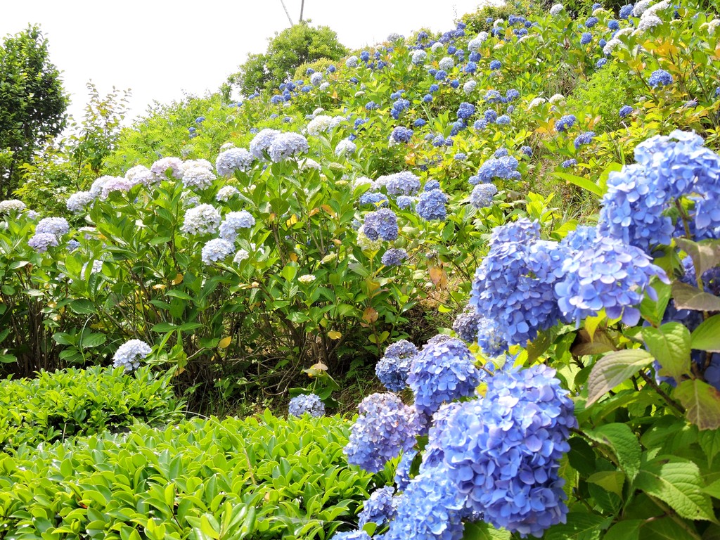 島根県立万葉公園の花ナウ 紫陽花 アジサイ 2015年6月13日 益田市 高津 益田市の歴史 風景体験レビュー