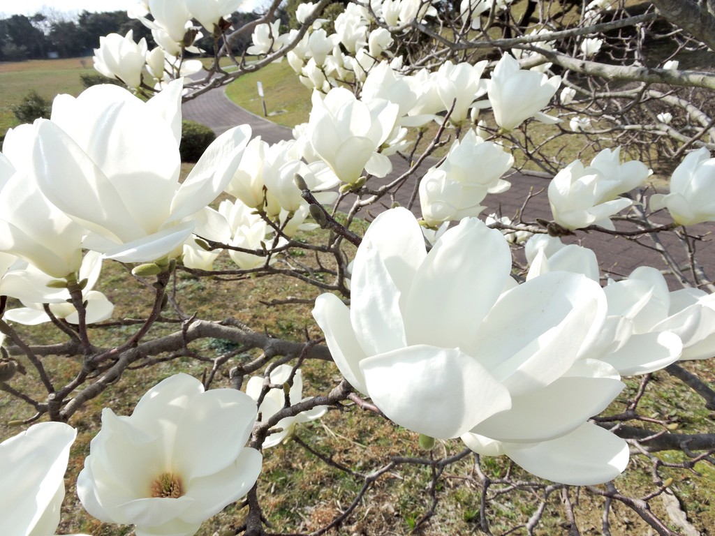 益田市の 風の丘広場 のハクモクレン 白木蓮 の風景に学ぶ 益田市の歴史 風景体験レビュー
