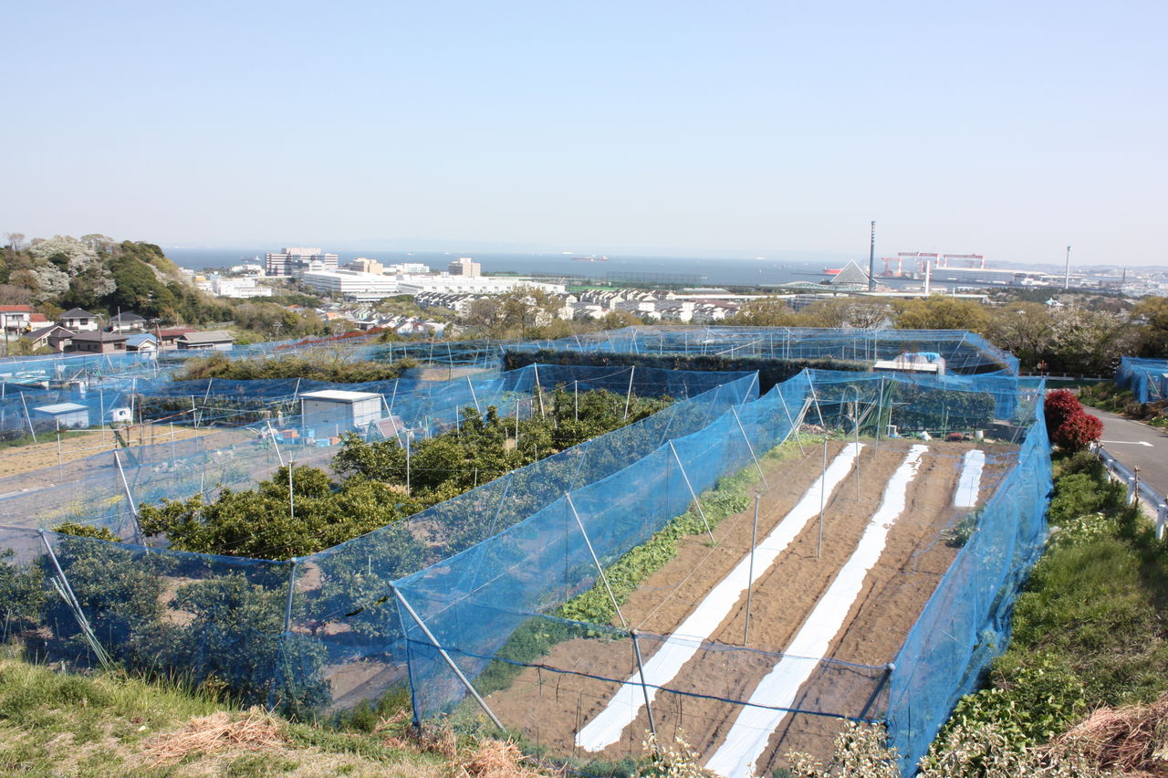 市民農園 柴シーサイドファーム 横濱増田窯 OFFICIAL BLOG