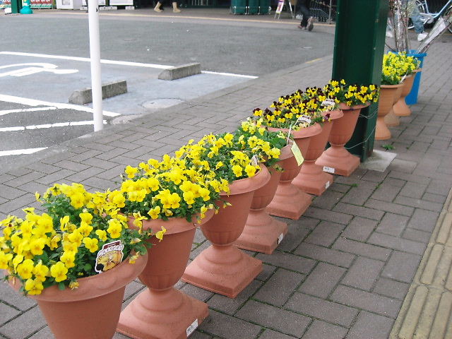静岡 フラワーギフト マスダグリーン フィオリーナ 植え込み