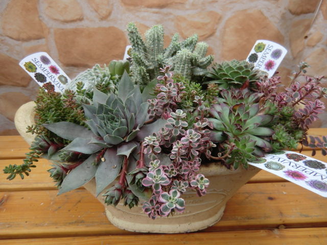 すべての美しい花の画像 無料印刷可能多肉 植物 寄せ 植え ギフト すべての美しい花の画像 無料印刷可能多肉 植物 寄せ 植え ギフト