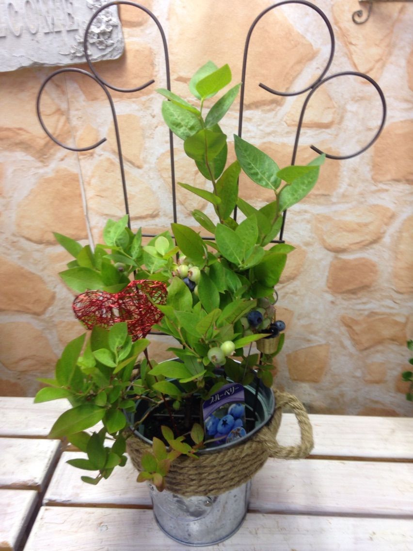 父の日ギフト用ブルーベリーの実付き苗木 静岡 藤枝市の花屋マスダグリーン 社長のブログ