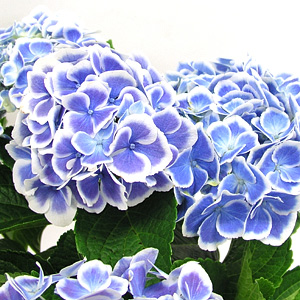 アジサイ 新品種 静岡 藤枝市の花屋マスダグリーン 社長のブログ