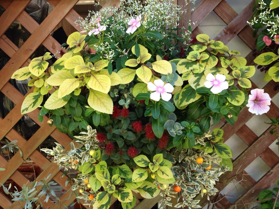 ハンギングバスケット寄せ植えサマータイプ 静岡 藤枝市の花屋マスダグリーン 社長のブログ ハンギングバスケット寄せ植えサマータイプ 静岡 藤枝市の花屋マスダグリーン 社長のブログ