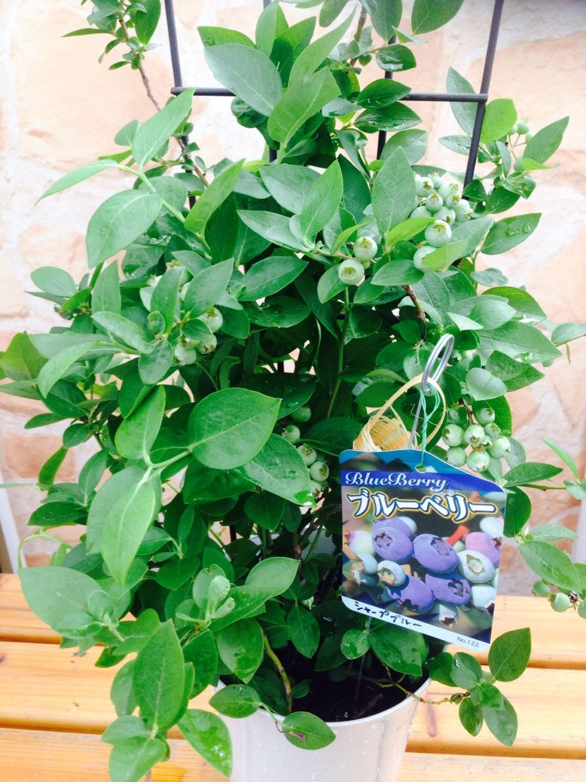 父の日フラワーギフトにブルーベリーの鉢植えを 静岡 藤枝市の花屋マスダグリーン 社長のブログ