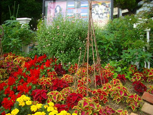 夏花壇に衣替えを 静岡 藤枝市の花屋マスダグリーン 社長のブログ