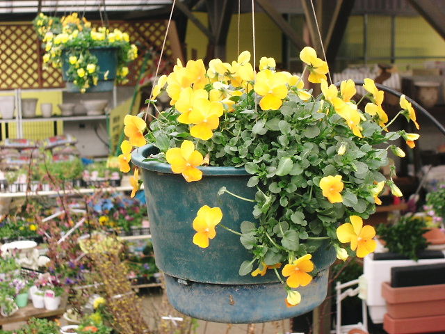 静岡 フラワーギフト マスダグリーン フィオリーナ 植え込み