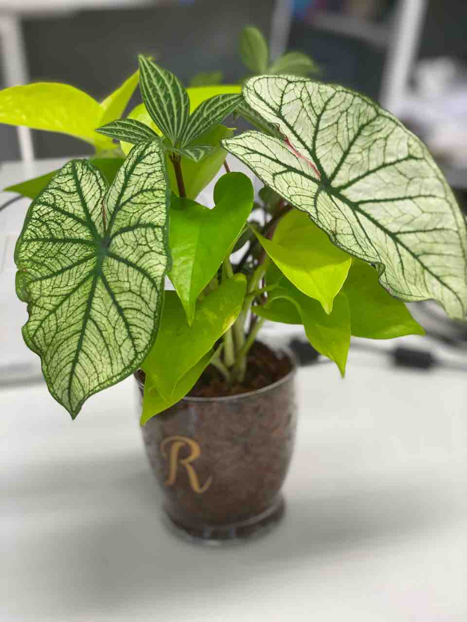 プランツギャザリング 観葉植物ガラス容器植え 静岡 藤枝市の花屋マスダグリーン 社長のブログ プランツギャザリング 観葉植物ガラス容器植え 静岡 藤枝市の花屋マスダグリーン 社長のブログ