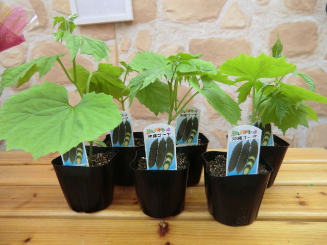 ゴーヤ苗販売中 静岡 藤枝市の花屋マスダグリーン 社長のブログ ゴーヤ苗販売中 静岡 藤枝市の花屋マスダグリーン 社長のブログ