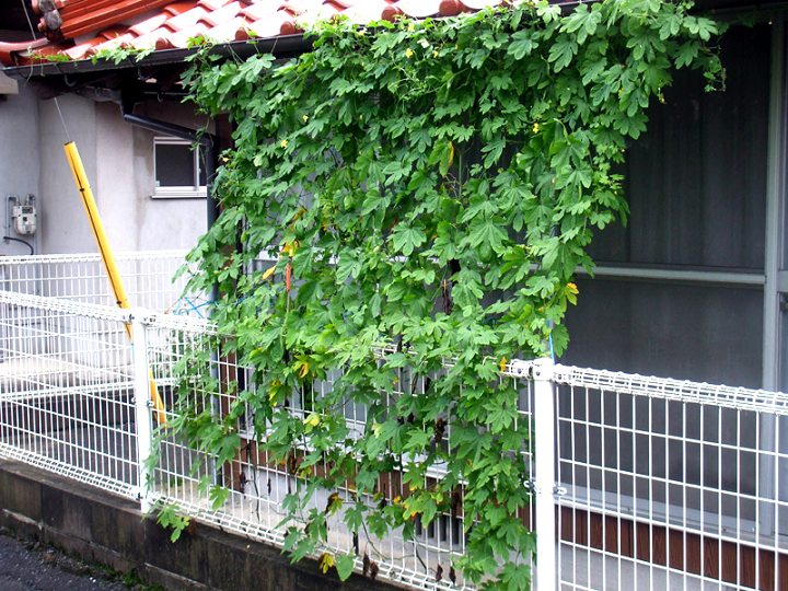 緑のカーテンにゴーヤ ヘチマ ヒョウタン ホップ テラスライムを 静岡 藤枝市の花屋マスダグリーン 社長のブログ