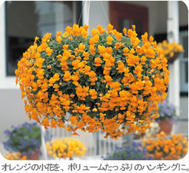 フィオリーナ苗販売 静岡 藤枝市の花屋マスダグリーン 社長のブログ